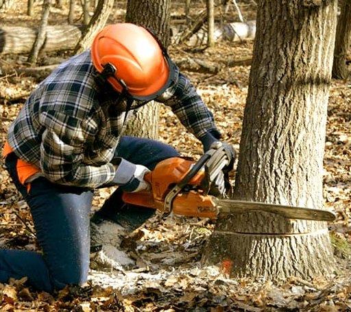 Tree Removal in West Newton, PA